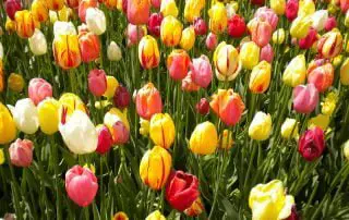 Tulips - Spring Flowers