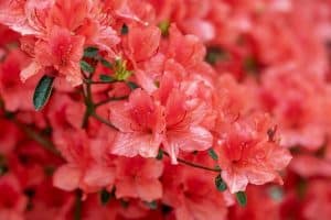 Azalea Shrubs