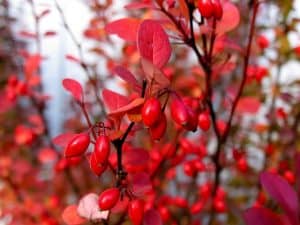 Barberry Shrubs