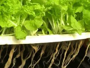 Benefits of Hydroponics - Growing Lettuce