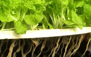 Benefits of Hydroponics - Growing Lettuce