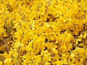 Forsythia