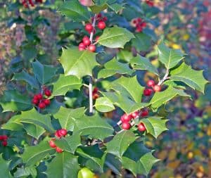 Holly Bush