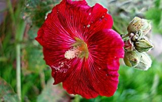 Hollyhock