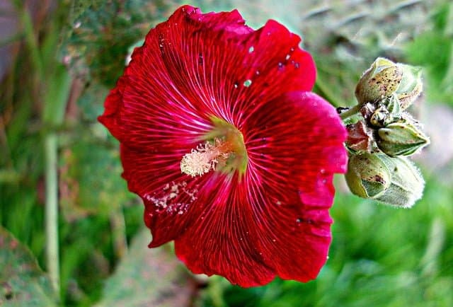 Hollyhock