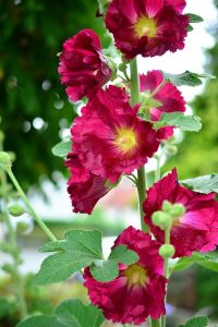 Hollyhocks