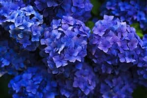 Hydrangea