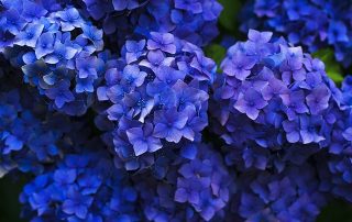 Hydrangea