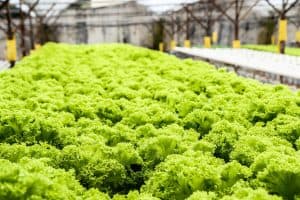 Hydroponics Advantages - Growing Lettuce