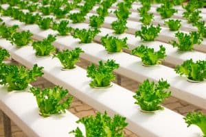 Hydroponics Benefits - Growing in Greenhouse