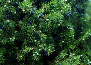 Juniper Shrubs