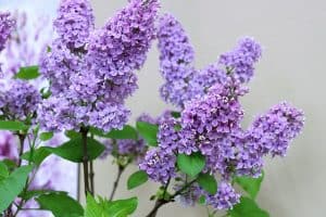 Lilacs