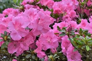 Rhododendron Shrubs