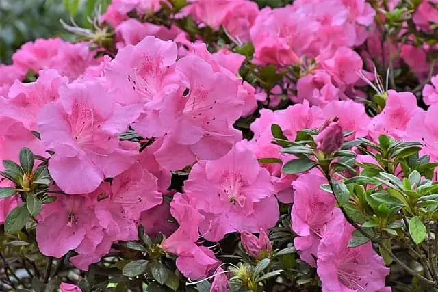 Rhododendron