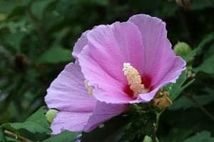 Rose of Sharon Shrubs