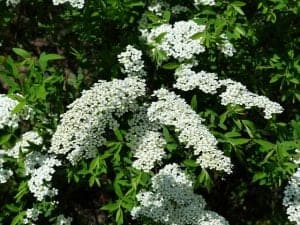 Spirea Shrubs