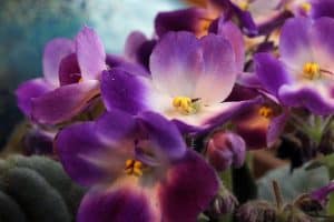 Winter Flowers - African Violets