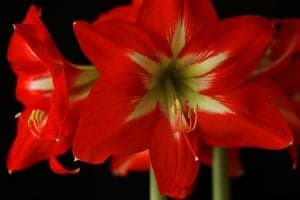 Winter Flowers - Amaryllis