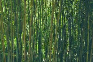 Bamboo