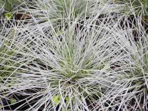 Ornamental Grasses - Blue Fescue