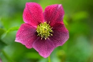 Winter Flowers - Christmas Rose Flower