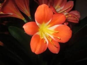 Clivia Flower