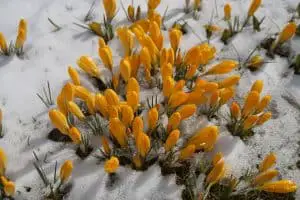 Winter Flowers - Crocus in the Snow