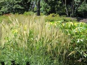 Ornamental Grasses - Feather Reed Grass