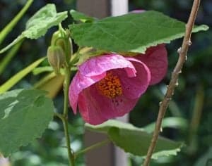 Flowering Maple Flower