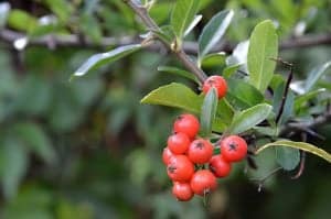 Holly Bush