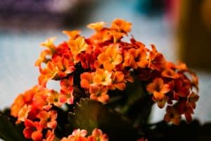 Kalanchoe Flower