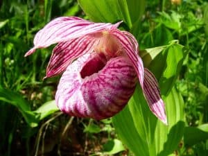 Lady Slipper Orchid