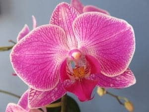 Moth Orchid