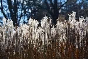 Ornamental Grasses - Pampas Grass