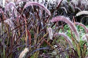 Ornamental Grasses - Purple Fountain Grass