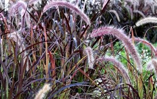 Purple Fountain Grass