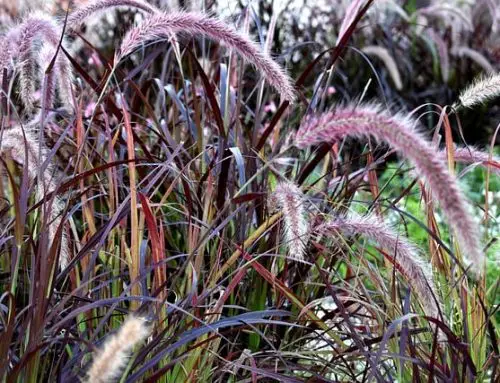 Ornamental Grasses