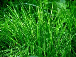 Rush Grass