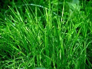 Rush Grass