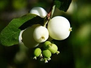 Winter Flowers - Snowberry