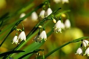 Snowdrop Flower