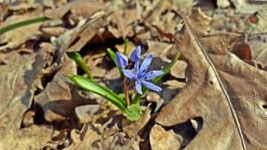 Squill Flower