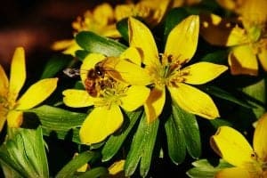 Winter Aconite