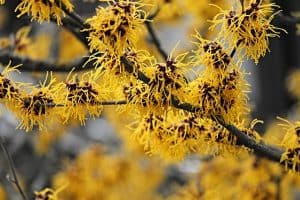 Witch Hazel