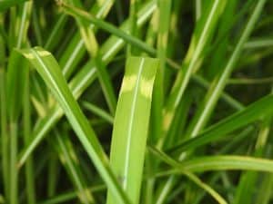 Zebra Grass