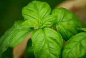 herbs list - basil leaf