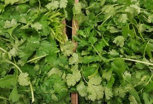 cilantro herb