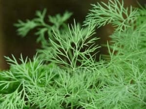 dill herb