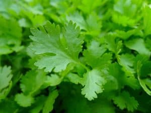 parsley herbs