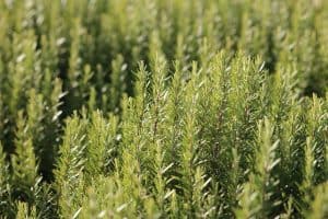 rosemary herbs